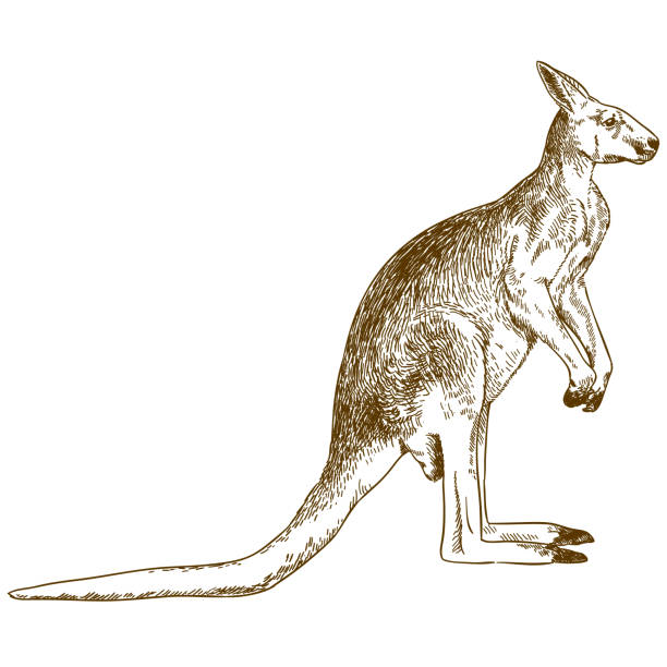engraving drawing illustration of big kangaroo Vector antique engraving drawing illustration of big kangaroo isolated on white background kangaroo stock illustrations