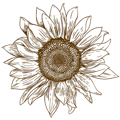engraving drawing illustration of big sunflower