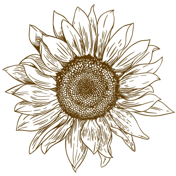 gravur zeichnung illustration der großen sonnenblume - sonnenblume stock-grafiken, -clipart, -cartoons und -symbole