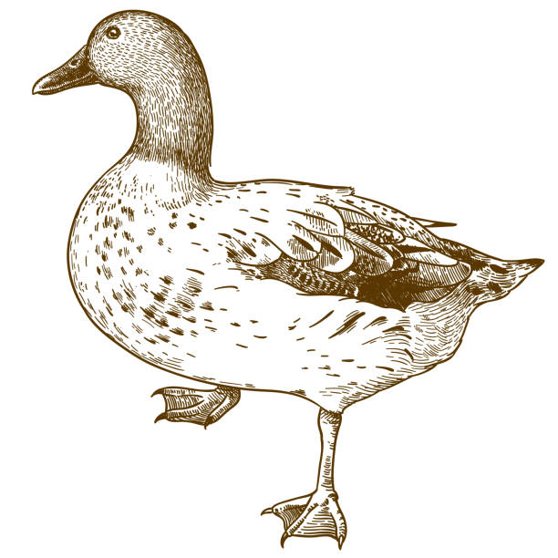engraving drawing illustration of duck bird Vector antique engraving drawing illustration of duck bird isolated on white background drake stock illustrations