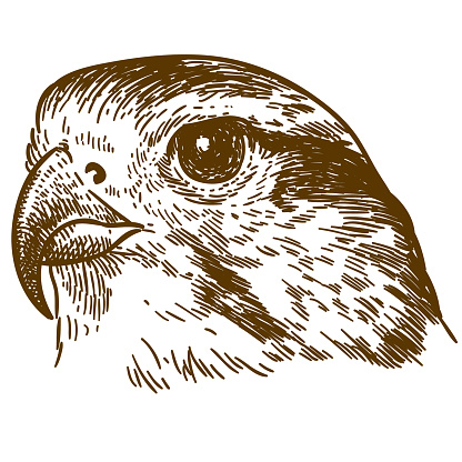 engraving drawing illustration of falcon head