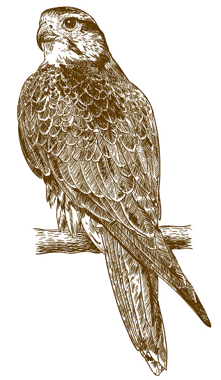 engraving drawing illustration of falcon