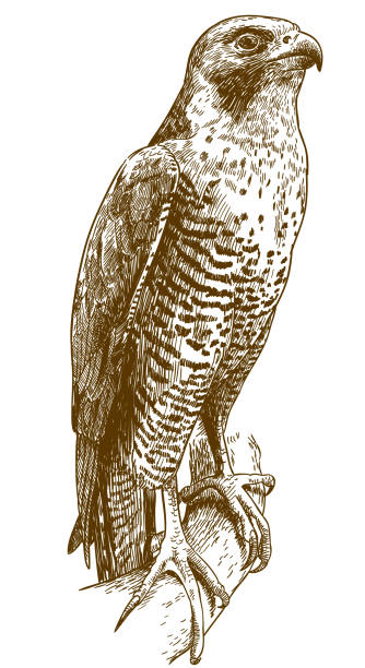 ilustrações de stock, clip art, desenhos animados e ícones de engraving drawing illustration of hawk - açores