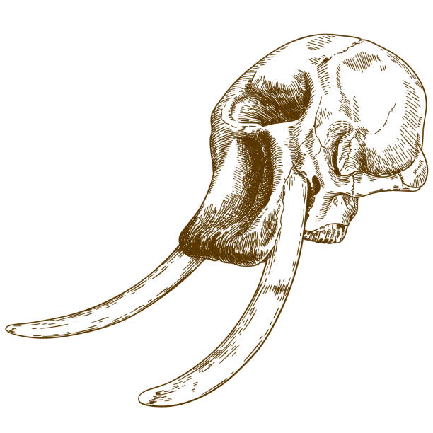 engraving drawing illustration of mammoth skull Vector antique engraving drawing illustration of mammoth skull isolated on white background mastodon animal stock illustrations