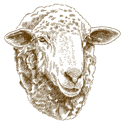 engraving drawing illustration of sheep head