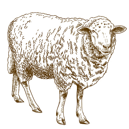 engraving drawing illustration of sheep