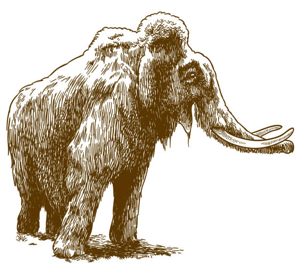 engraving drawing illustration of woolly mammoth Vector antique engraving drawing illustration of woolly mammoth isolated on white background mastodon animal stock illustrations