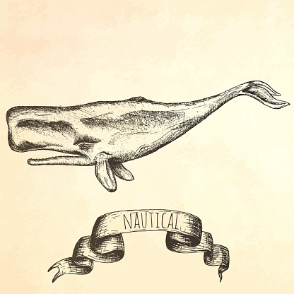 Engraving hand drawn whale.