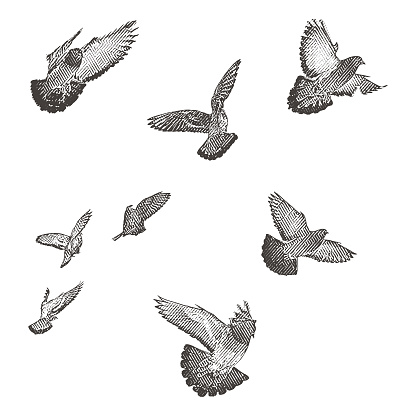 Engraving illustration of a flock of birds in flight.