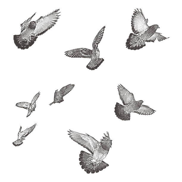 Engraving illustration of a flock of birds in flight. Engraving illustration of a flock of birds in flight. dove bird stock illustrations