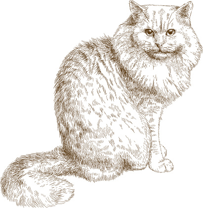 engraving illustration of big cat