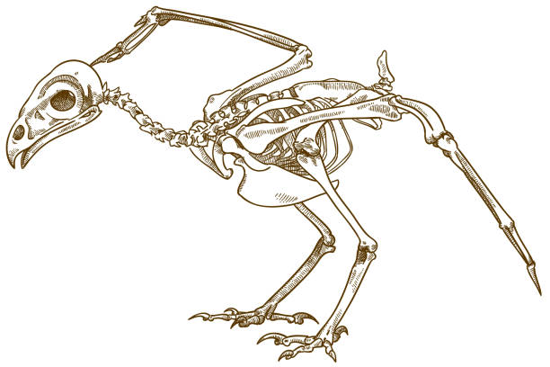 illustrations, cliparts, dessins animés et icônes de gravure illustration du squelette de l’oiseau - squelette oiseau