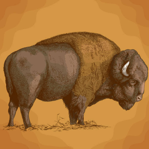 engraving  illustration of bison Vector antique engraving illustration of bison in retro style buffalo stock illustrations