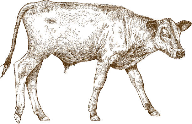 engraving  illustration of calf Vector antique engraving illustration of calf isolated on white background calf stock illustrations
