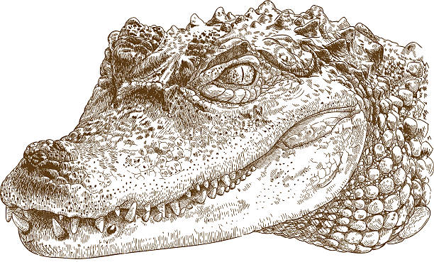 engraving illustration of crocodile head Vector antique engraving illustration of crocodile head isolated on white background crocodile stock illustrations