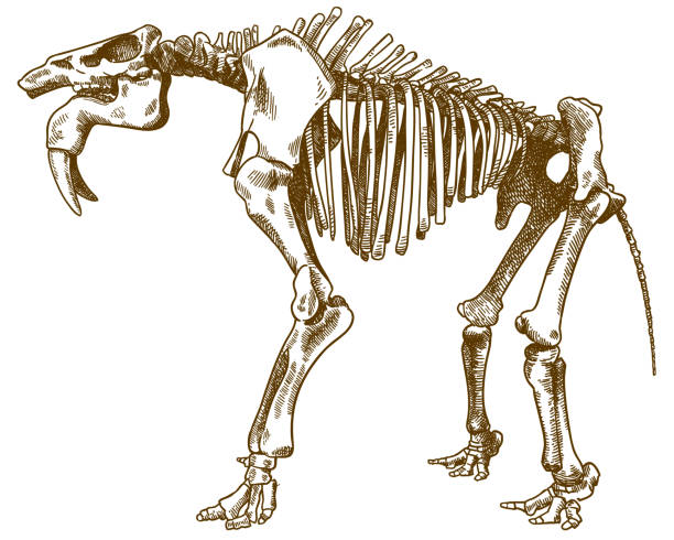 engraving illustration of deinotherium skeleton Vector antique engraving drawing illustration of deinotherium levius skeleton isolated on white background mastodon animal stock illustrations