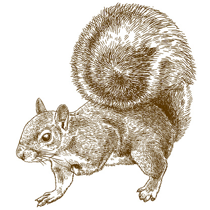 engraving illustration of eastern gray squirrel