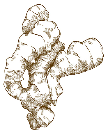 engraving illustration of ginger root