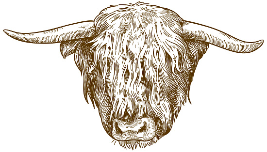 engraving  illustration of highland cattle head