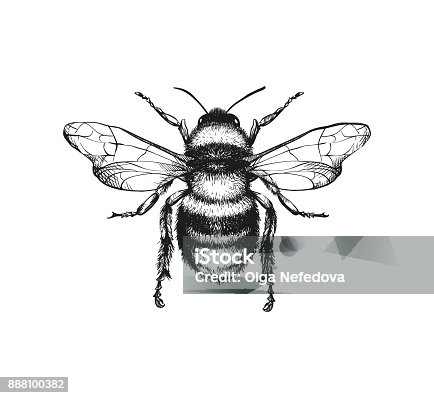 istock Engraving illustration of honey bee 888100382