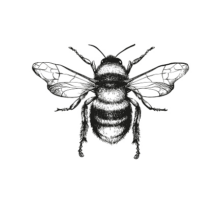 Vector engraving illustration of honey bee on white background