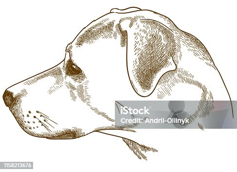 istock engraving illustration of labrador retriever cur head 1158213676