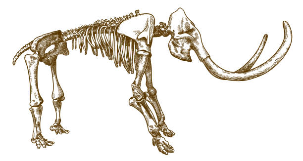 engraving illustration of mammoth skeleton Vector antique engraving drawing illustration of mammoth skeleton isolated on white background mastodon animal stock illustrations