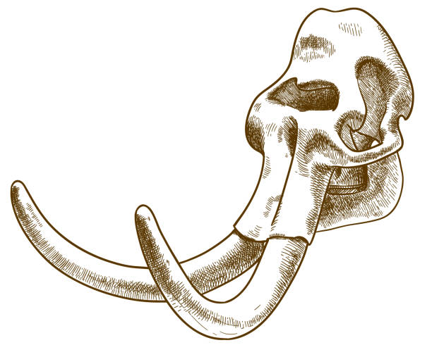 engraving illustration of mammoth skull Vector antique engraving drawing illustration of mammoth or elephant skull isolated on white background mastodon animal stock illustrations