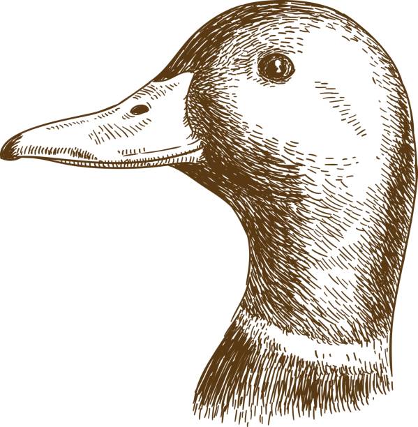 engraving illustration of mullard duck head Vector antique engraving illustration of mullard duck head isolated on white background drake stock illustrations