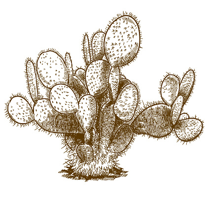 engraving illustration of opuntia cactus