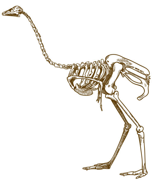 illustrations, cliparts, dessins animés et icônes de gravure illustration du squelette de l’autruche - squelette oiseau