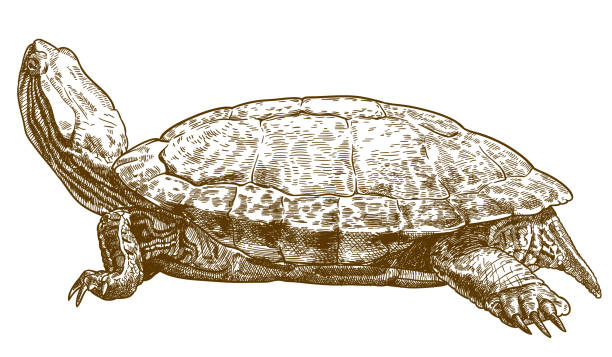engraving illustration of pond slider turtle Vector antique engraving drawing illustration of pond slider turtle or red-eared slider isolated on white background turtle stock illustrations