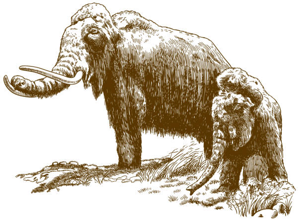 engraving illustration of two woolly mammoths Vector antique engraving drawing illustration of two woolly mammoths isolated on white background mastodon animal stock illustrations
