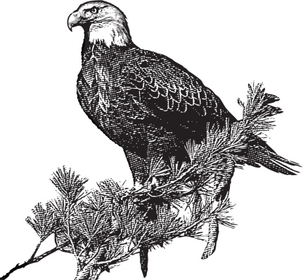 Engraving of Bald Eagle