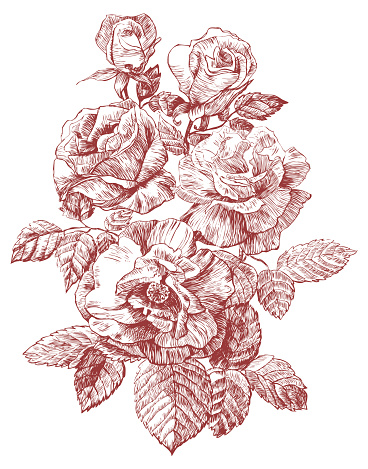 engraving rose vector illustration. three flowers and buds