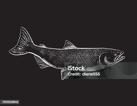 istock Engraving Style Marine and Nautical Element - Coho Salmon 701050840