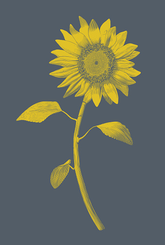 Sunflower 783-D346 Stencil Silhouette