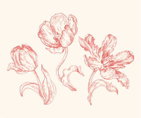Engravings Tulips