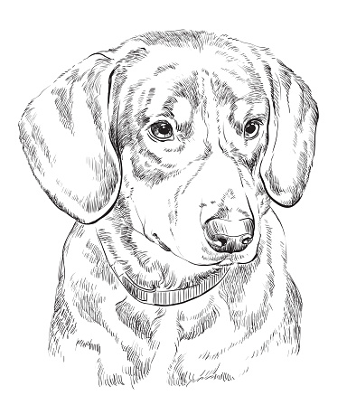 Entlebucher Mountain Dog vector hand drawing portrait
