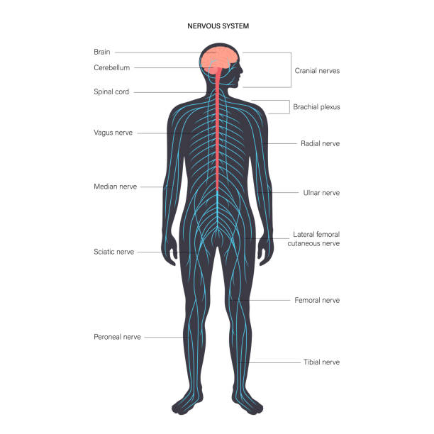 Ð¡entral nervous system Central nervous system anatomical diagram. Nerves send electrical signals to and from brain and spinal cord in human body. CNS and PNS concept. Medical poster for neurology clinic vector illustration. vagus nerve stock illustrations