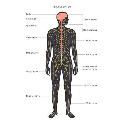 Ð¡entral nervous system