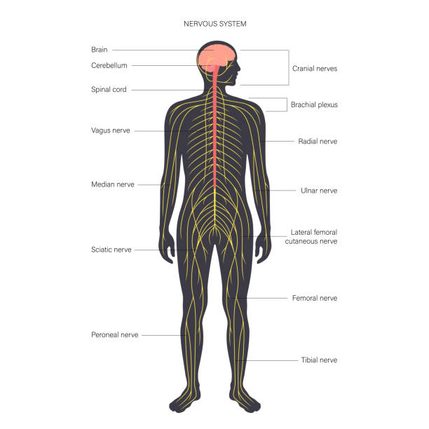 Ð¡entral nervous system Central nervous system anatomical diagram. Nerves send electrical signals to and from brain and spinal cord in human body. CNS and PNS concept. Medical poster for neurology clinic vector illustration. vagus nerve stock illustrations