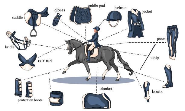 bildbanksillustrationer, clip art samt tecknat material och ikoner med ridsport infographics häst sele och ryttare utrustning i mitten av en ryttare på en häst i tecknad stil - horse working