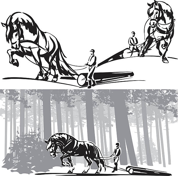Equine forestry Brush drawing-based vector illustrations showing traditional equine forestry. shire horse stock illustrations