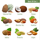 Basic Oil Set. Realistic Herbal Elements for Labels of Cosmetic Skin Care Product Design. Vector Isolated Illustration