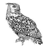 Eurasian Eagle Owl Ink Drawing Vector Illustration, Fully Editable.