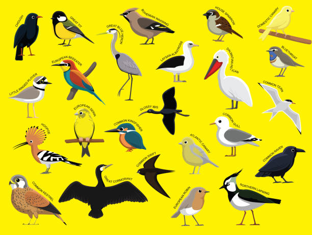 bildbanksillustrationer, clip art samt tecknat material och ikoner med europa fåglar med namn cartoon teckenuppsättning 1 - talgoxe