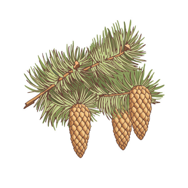 European spruce. Colorful branch with three cones of conifer trees. Hand-drawn collection of holiday decor. Vector illustration of winter symbols. European spruce. Colorful branch with three cones of conifer trees on white background. Hand-drawn collection of holiday decor. Vector illustration of winter symbols. ponderosa pine tree stock illustrations