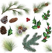 Evergreen collection. Pine, spruce and holly. Evergreen tree elements with various sized Pine cones and multiple sprigs of evergreen branches. Spruce and holly leaf with berries  Elements can be manipulated and moved. Evergreen Sprig Elements and Holly Leaf with Berries Clipart