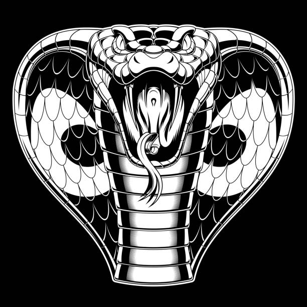 Evil cobra is attacking Vector illustration, agressive and evil cobra is attacking., Black and white color, on a black background snake head stock illustrations